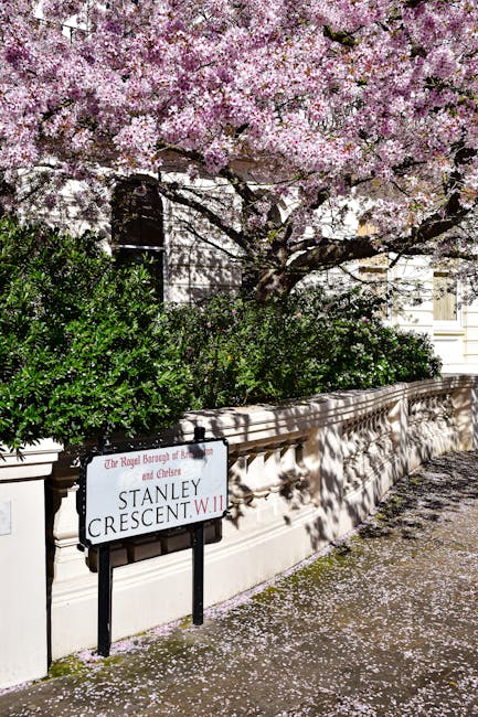 A large flowering tree with pink blossoms extends its branches over a white stone wall along Stamford Bridge Sloane Square in Chelsea, with petals scattered on the pavement below. Behind the wall, dense green foliage is visible, and a white building with detailed architecture can be partially seen through the branches. In the foreground, a black-and-white street sign reading 'Stanley Crescent W.11' is mounted on a black stand, indicating the location in Chelsea. The scene is brightly lit, capturing the natural light highlighting the vibrant blossoms and the textures of the wall, foliage, and pavement. This setting, associated with the area’s residential streets, reflects the quiet, picturesque environment typical of local house relocations or moving activities, where careful handling of furniture, boxes, and small items would be involved during moving logistics, as referenced in the pages covering Chelsea removals and parking tips.
